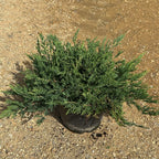 Juniperus horizontalis 'Prince of Wales' 40/60 cm en maceta de 10L