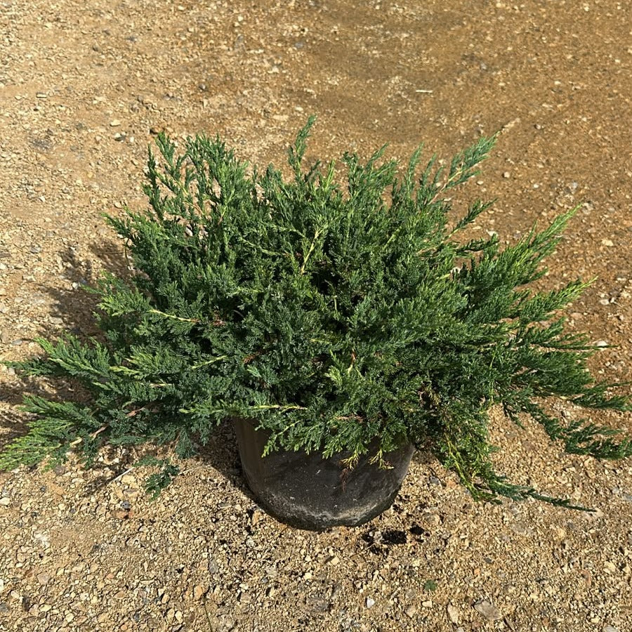 Juniperus horizontalis 'Prince of Wales' 40/60 cm en maceta de 10L