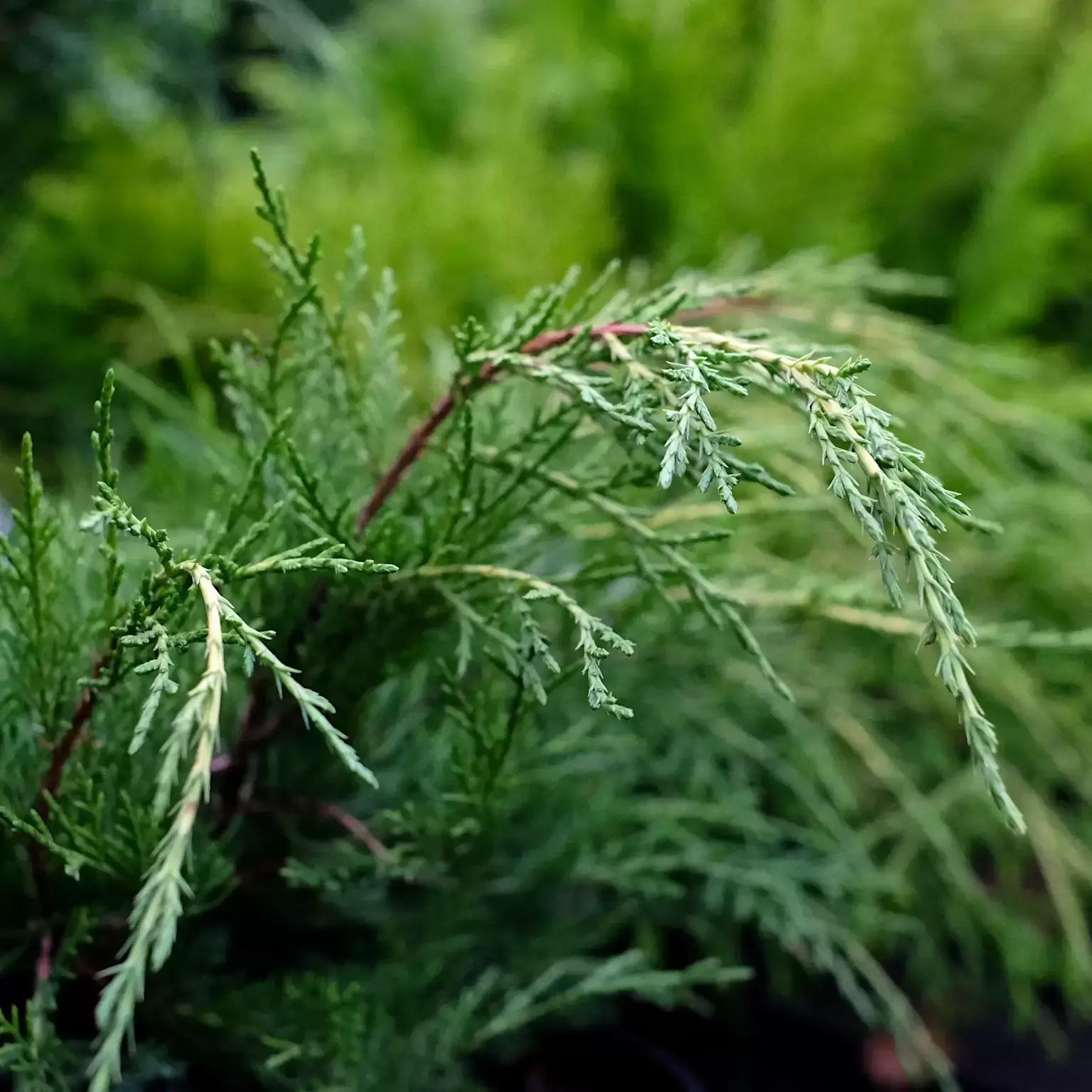 Juniperus x Media Old Gold