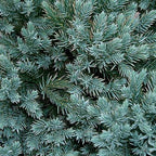 Juniperus Pfitseriana Glauca