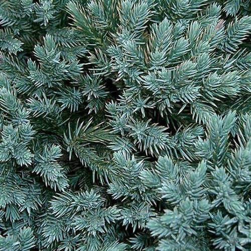 Juniperus Pfitseriana Glauca