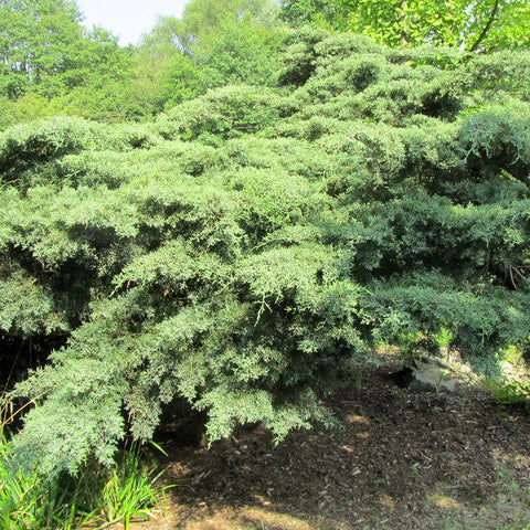 Juniperus virginiana 'Hetz'