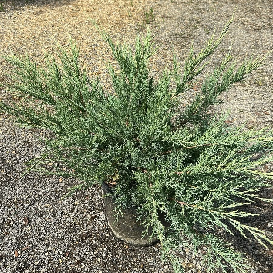 Juniperus × media 'Hetzii' 40/60 cm en maceta de 10L