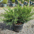 Juniperus × media 'Mint Julep' 40/60 cm en maceta de 10L