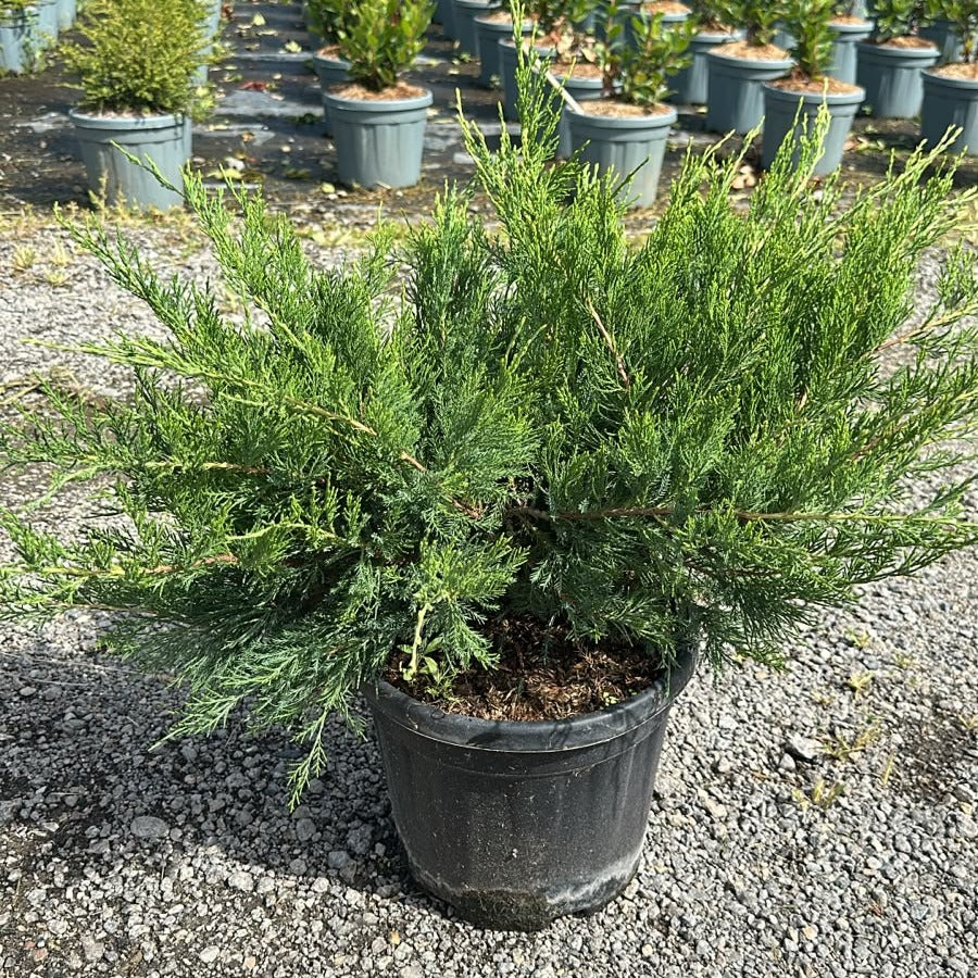 Juniperus × media 'Mint Julep' 40/60 cm en maceta de 10L