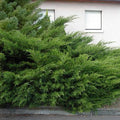Juniperus x Media Pfitzeriana