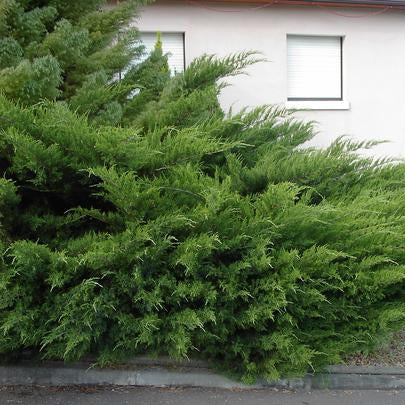 Juniperus x Media Pfitzeriana