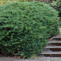 Juniperus Sabina