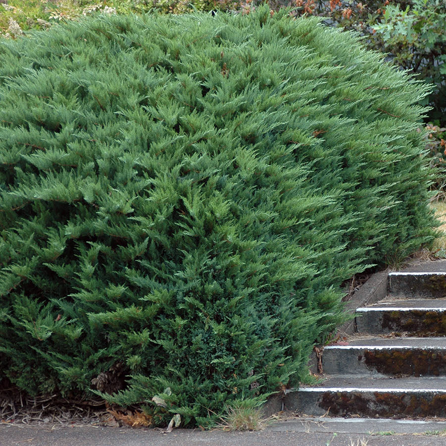 Juniperus Sabina
