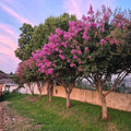 Lagerstroemia indica