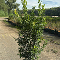 Laurus nobilis 120/140 cm en maceta de 15L
