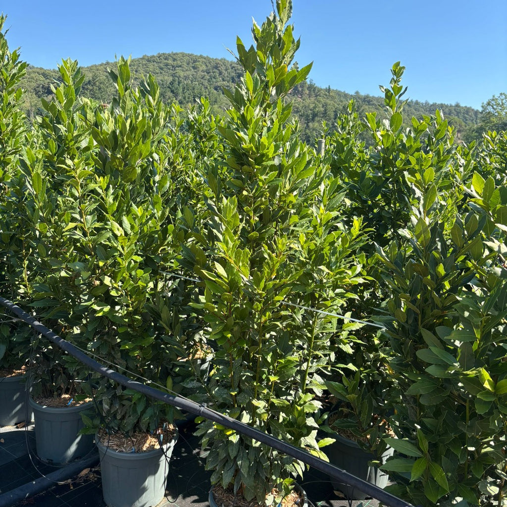 Laurus nobilis 150/+ cm en maceta de 18L