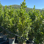 Laurus nobilis 150/+ cm en maceta de 18L