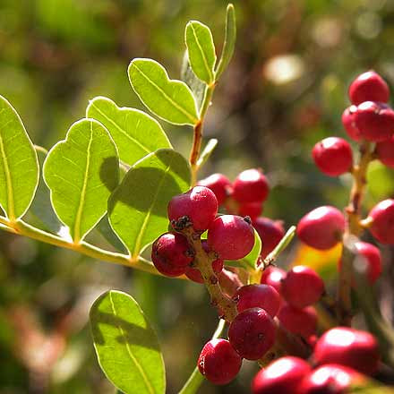 Pistacia lentiscus