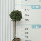 Ligustrum delavayanum t80cm+40/50copa en maceta de 18L