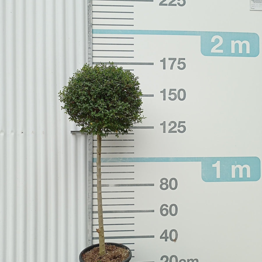 Ligustrum delavayanum t80cm+40/50copa en maceta de 18L