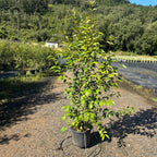 Ligustrum japonicum 100/120 cm en maceta de 10L