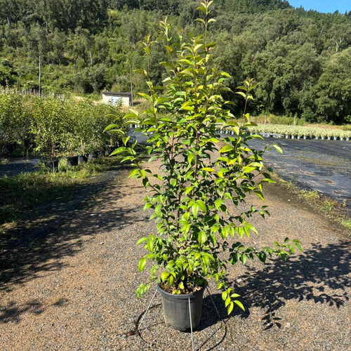 Ligustrum japonicum