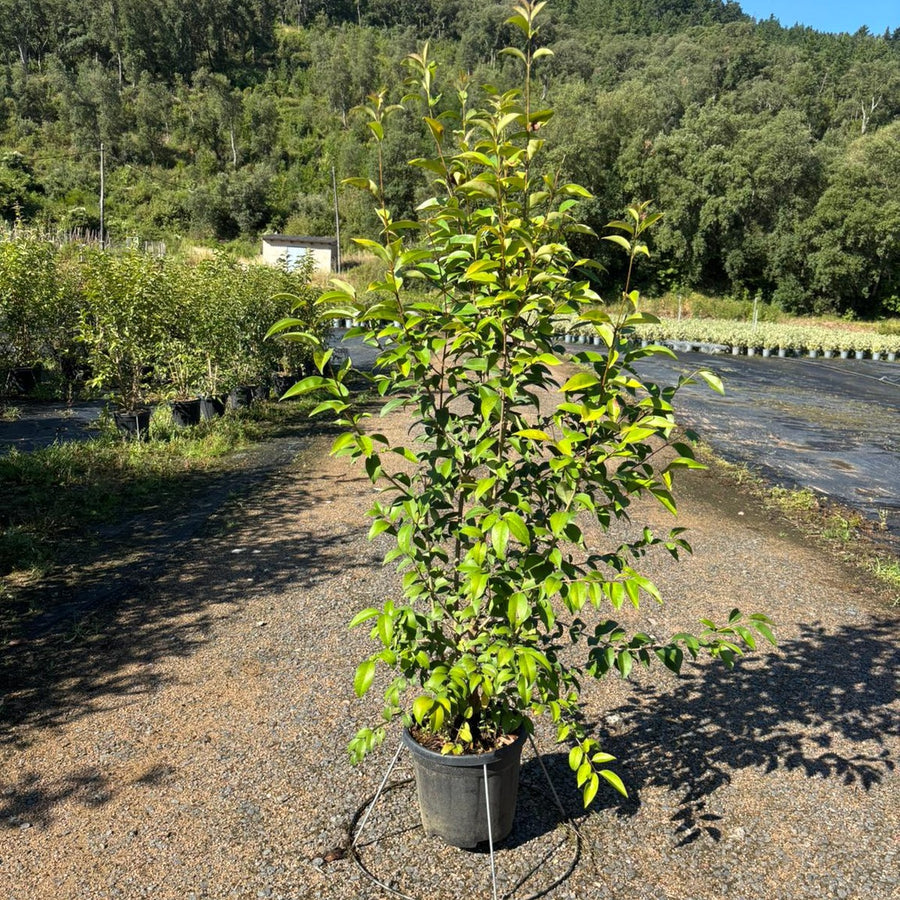 Ligustrum japonicum 100/120 cm en maceta de 10L