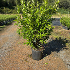 Ligustrum japonicum 'Texanum' 60/80 cm en maceta de 10L