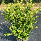 Ligustrum japonicum 'Texanum' 80/100 cm en maceta de 10L