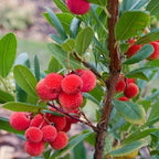 Arbutus Unedo