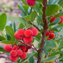 Arbutus Unedo