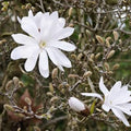 Magnolia stellata