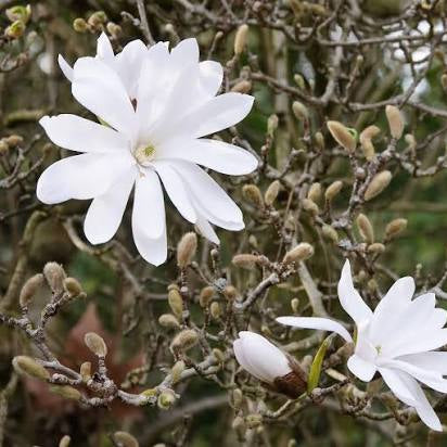 Magnolia stellata