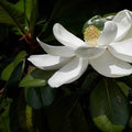 Magnolia grandiflora 'Compacta'
