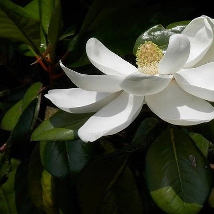 Magnolia grandiflora 'Compacta'