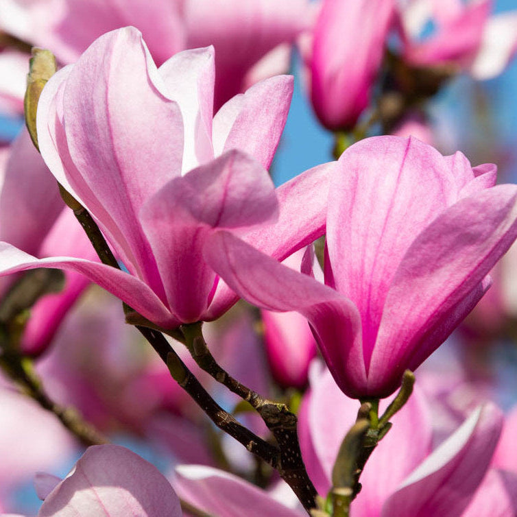 Magnolia 'Galaxy'