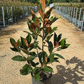 Magnolia grandiflora 'Gallisoniensis' 110/130 cm en maceta de 15L