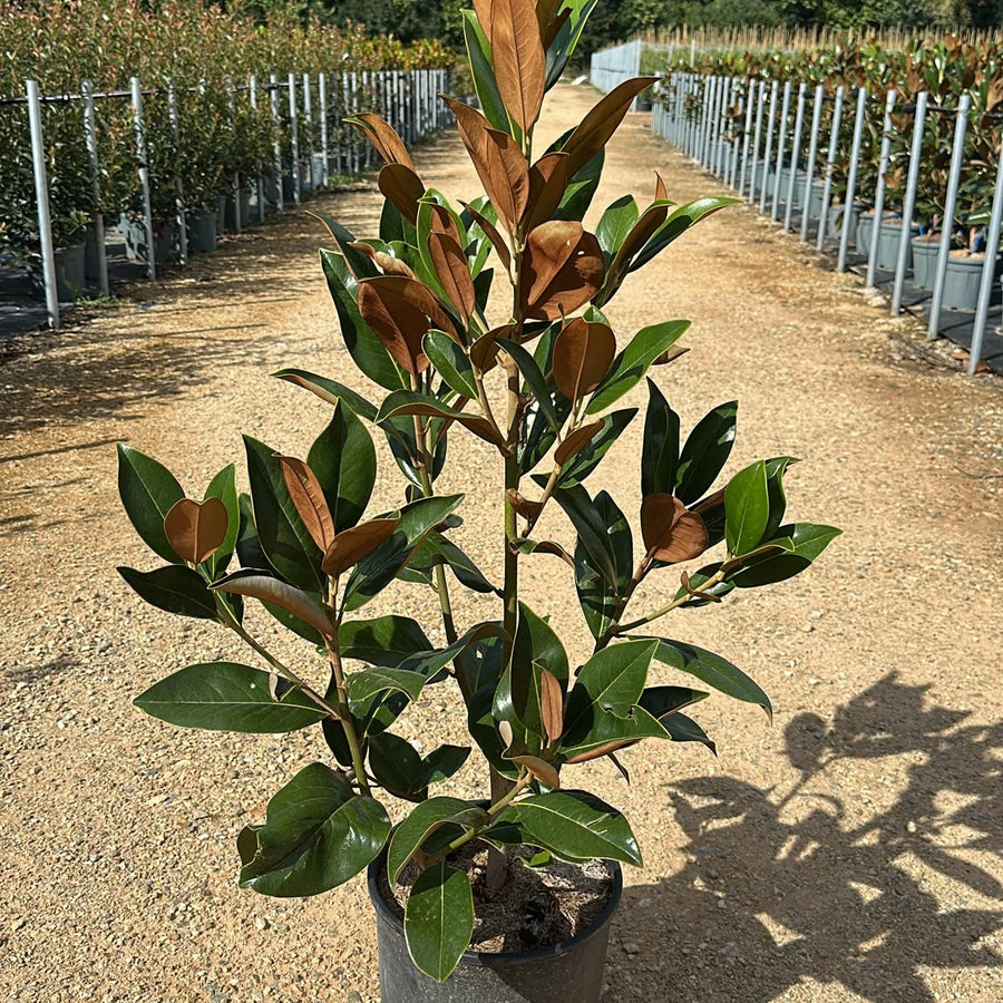 Magnolia grandiflora 'Gallisoniensis' 110/130 cm en maceta de 15L
