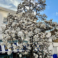 Magnolia Kobus Stella