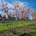 Magnolia Soulangeana | Cepellón