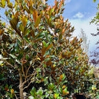 Magnolia Grandiflora Gallissoniensis