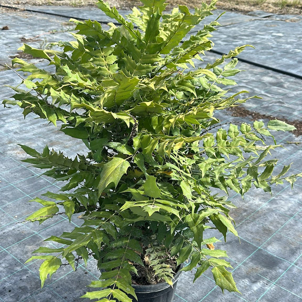 Mahonia × media 'Charity' 70/90 cm en maceta de 10L