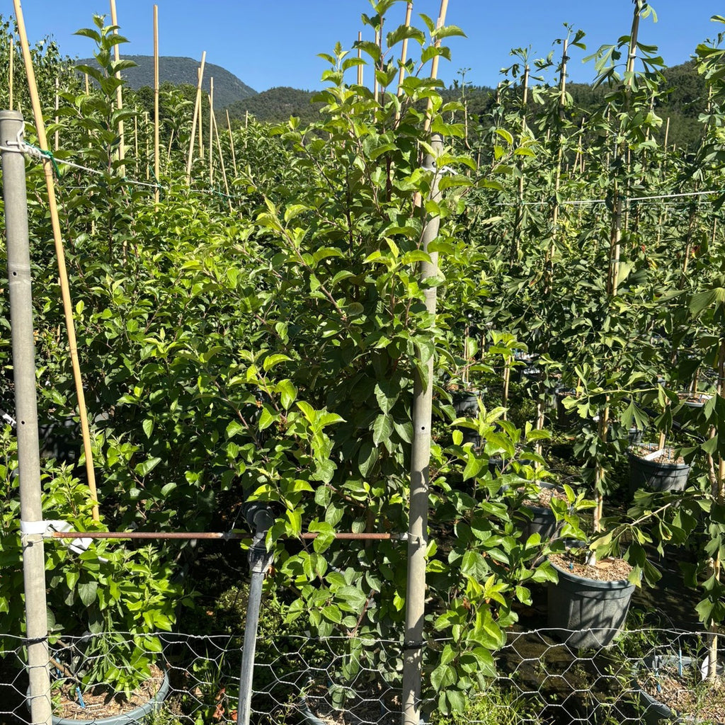 Malus 'Evereste' 175/200 cm en maceta de 18L