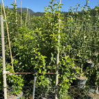 Malus 'Evereste' 175/200 cm en maceta de 18L