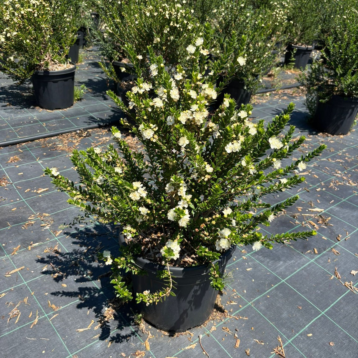 Myrtus communis subsp. tarentina 40/60 cm en maceta de 10L
