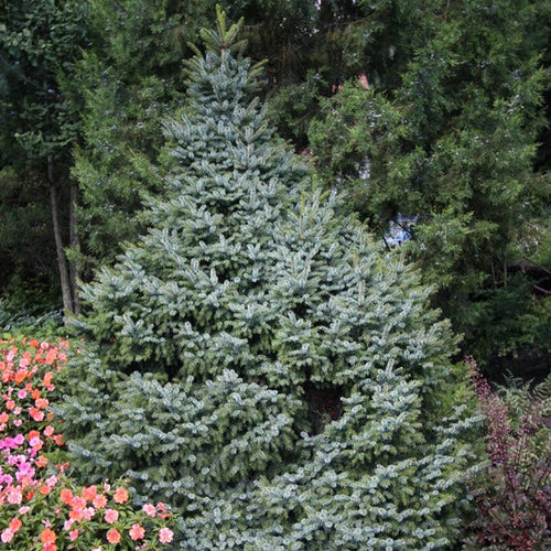 Picea omorika 'Nana'