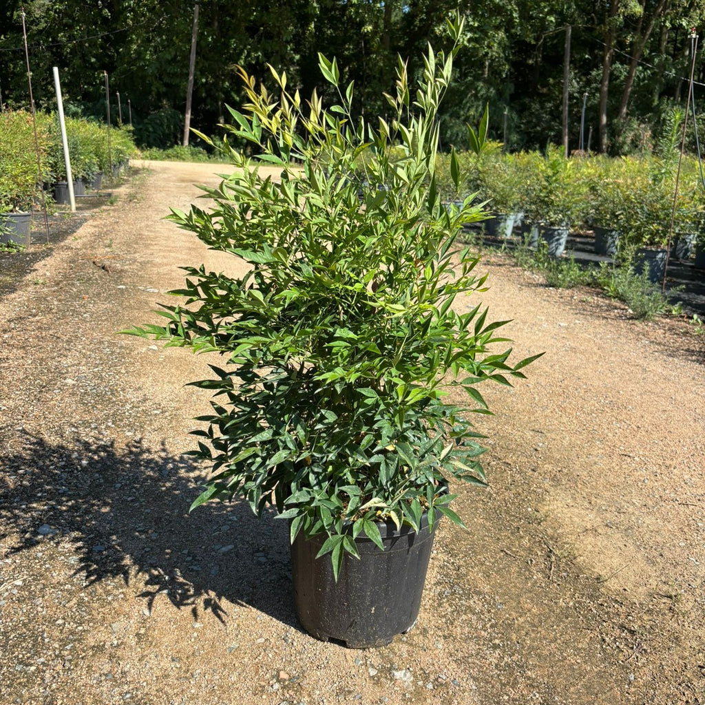 Nandina domestica 50/60 cm en maceta de 10L