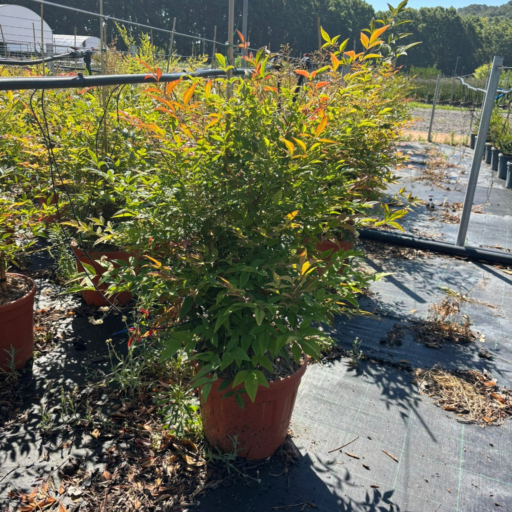 Nandina domestica 60/80 cm en maceta de 15L