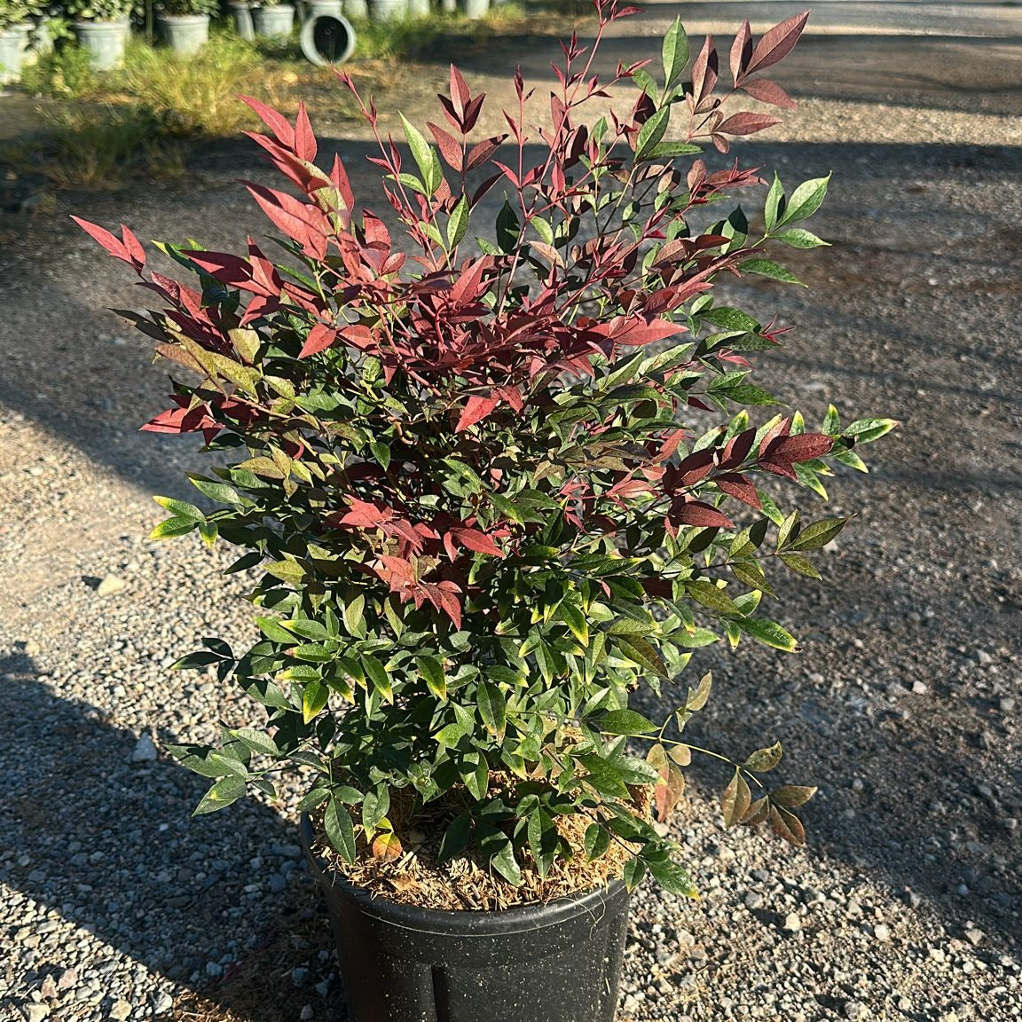 Nandina domestica 'Obsessed' 40/60 cm en maceta de 5L
