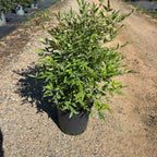 Nandina domestica en maceta de 5L