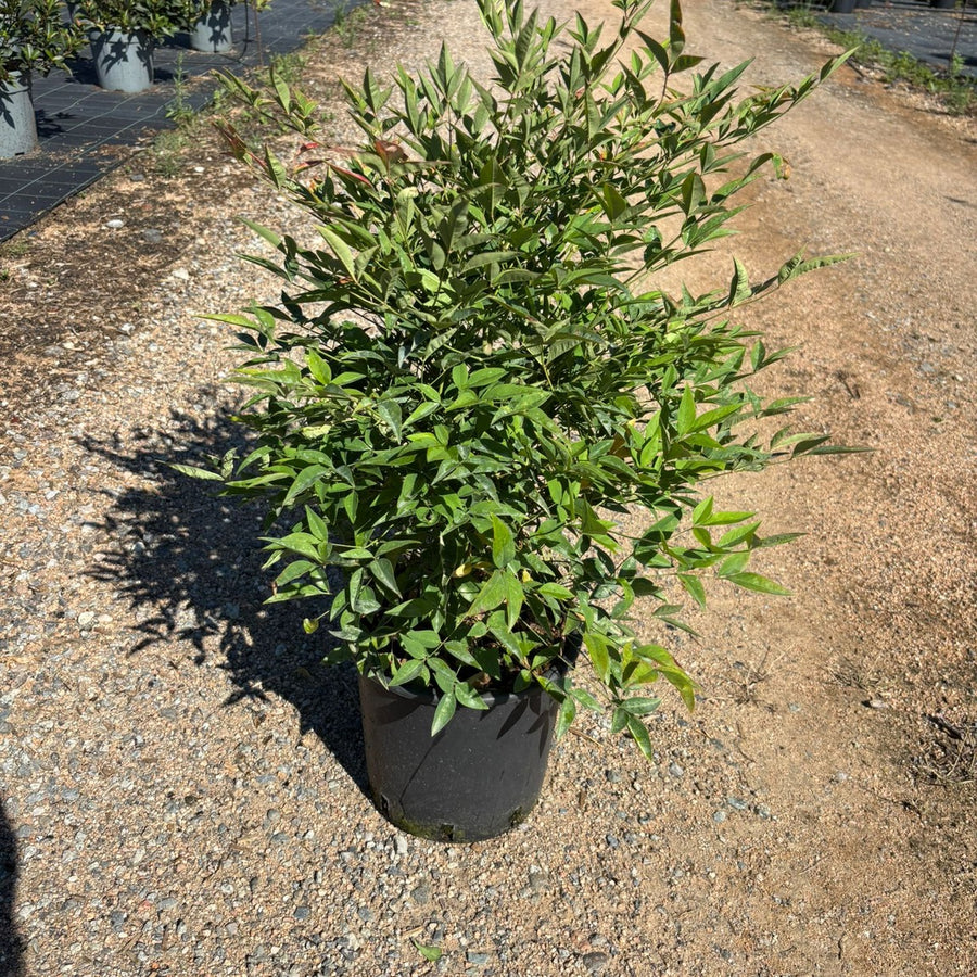 Nandina domestica en maceta de 5L