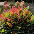 Nandina domestica 'Obsessed'
