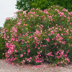 Nerium oleander (Rosa)