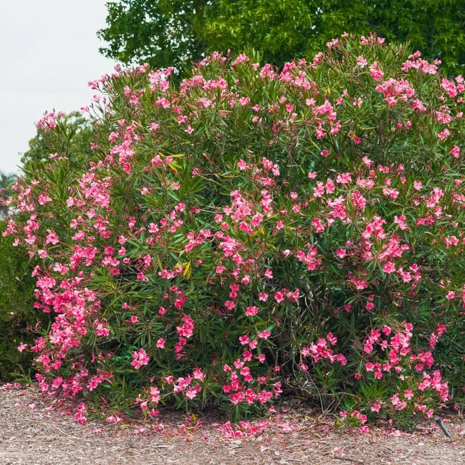 Nerium oleander (Rosa)